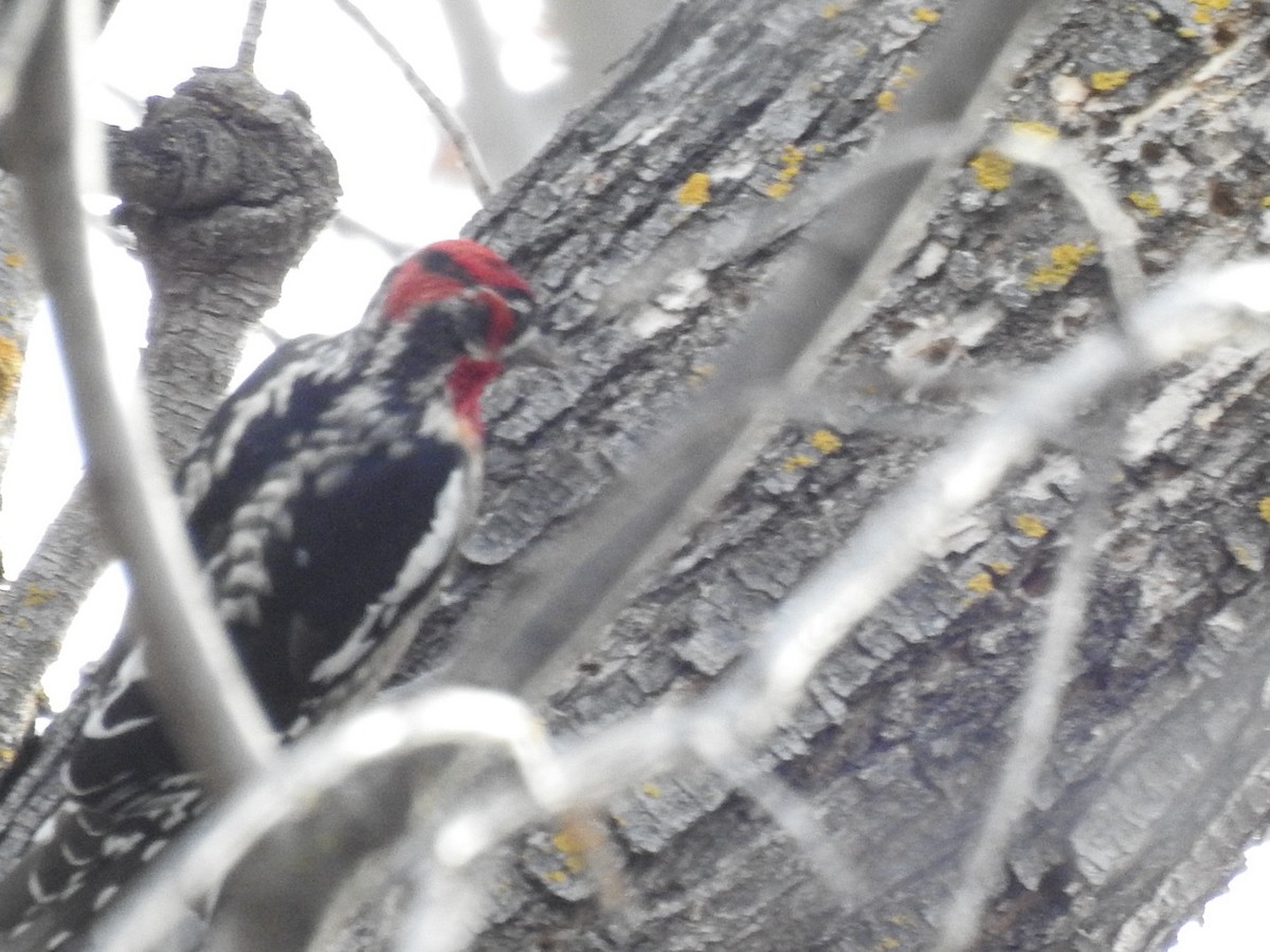 Red-naped x Red-breasted Sapsucker (hybrid) - Brian Ison