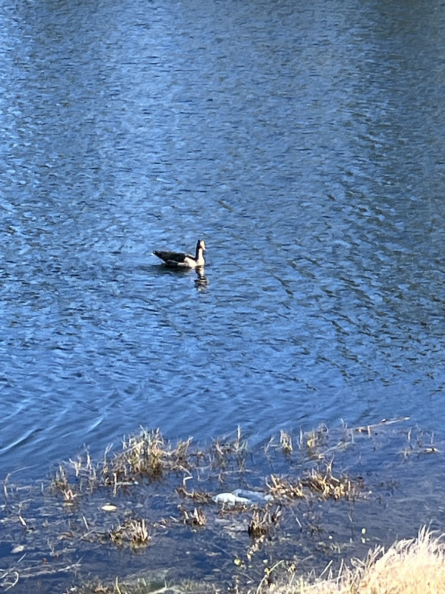 Greater White-fronted Goose - ML612828974