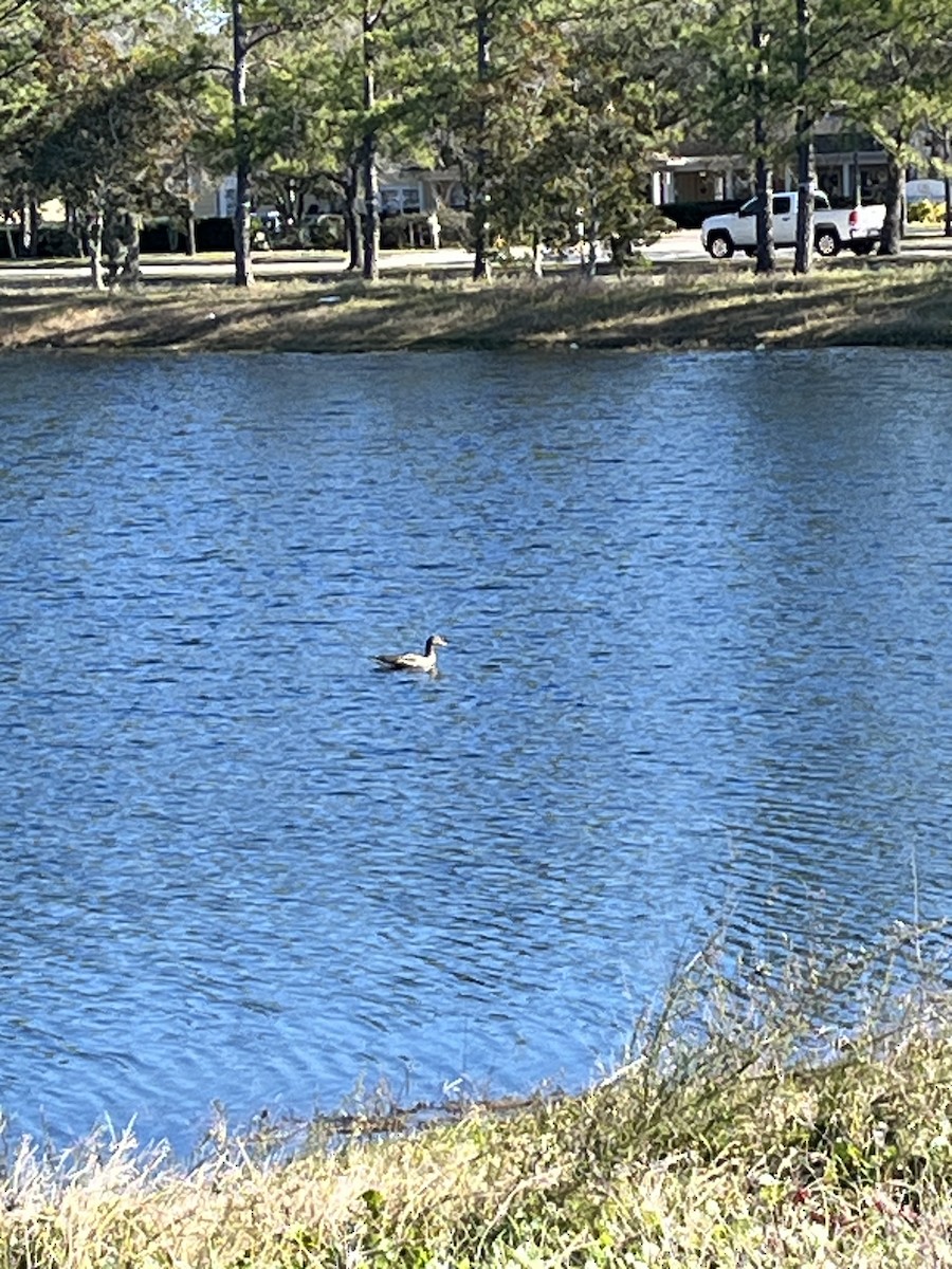 Greater White-fronted Goose - ML612828976