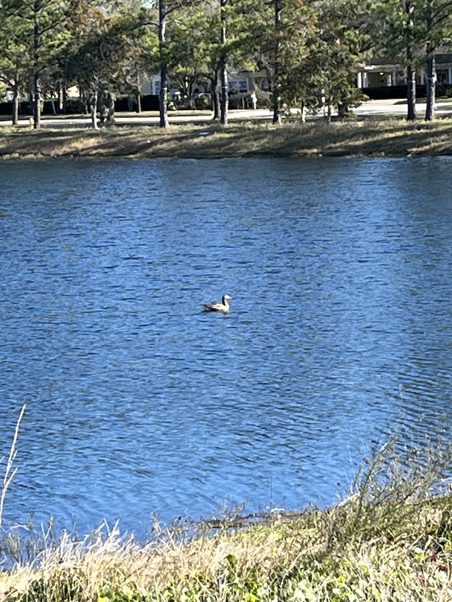 Greater White-fronted Goose - ML612828977