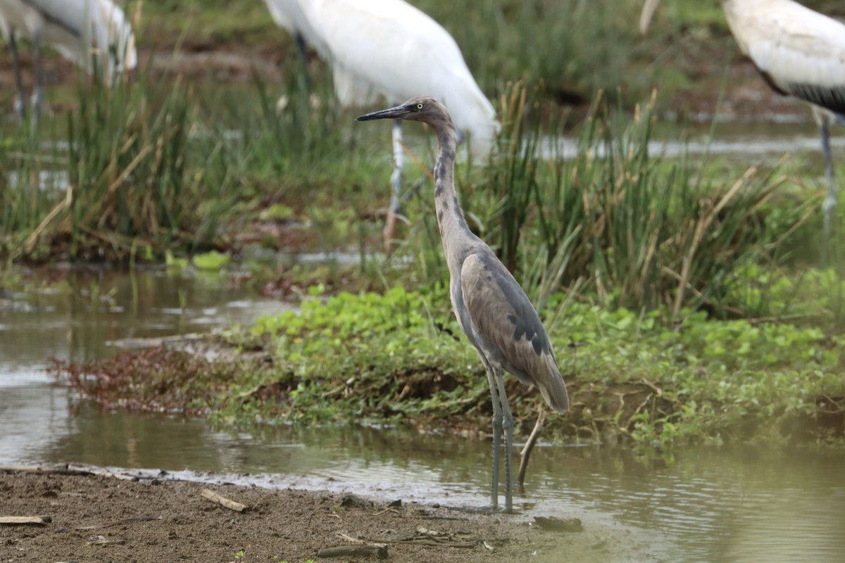 Reddish Egret - ML612828985