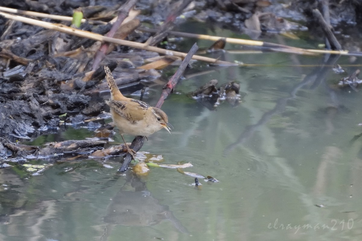 Marsh Wren - ML61282901