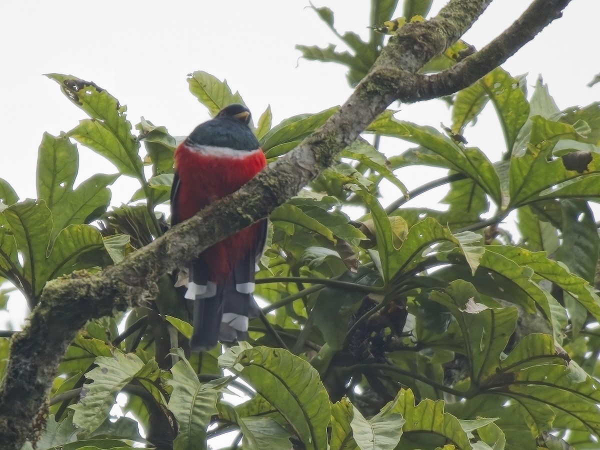 Masked Trogon - ML612829010