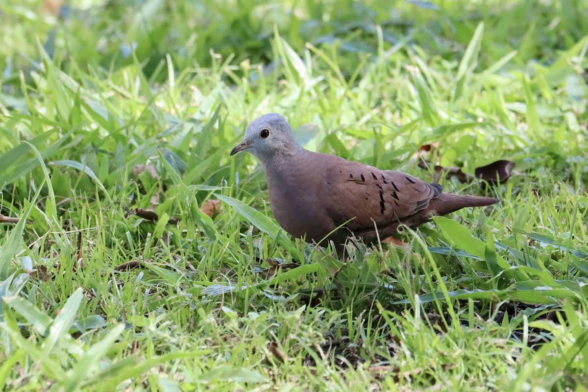 Ruddy Ground Dove - ML612829019