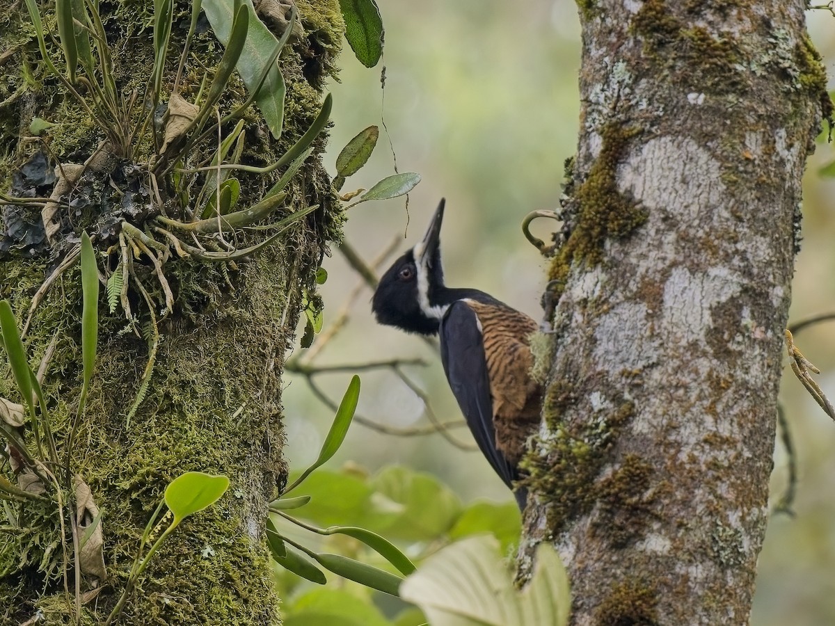 Powerful Woodpecker - ML612829020