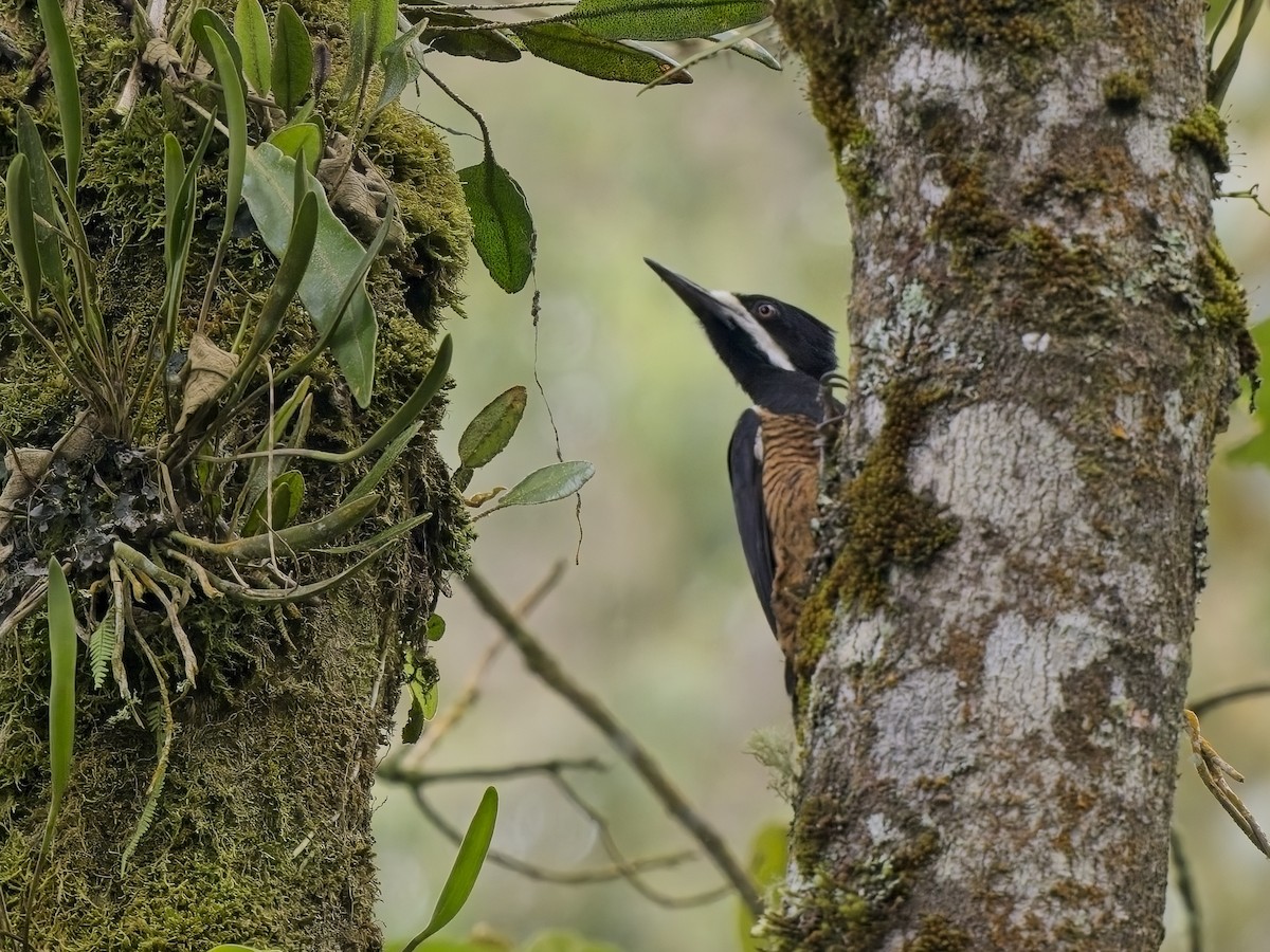 Powerful Woodpecker - ML612829021