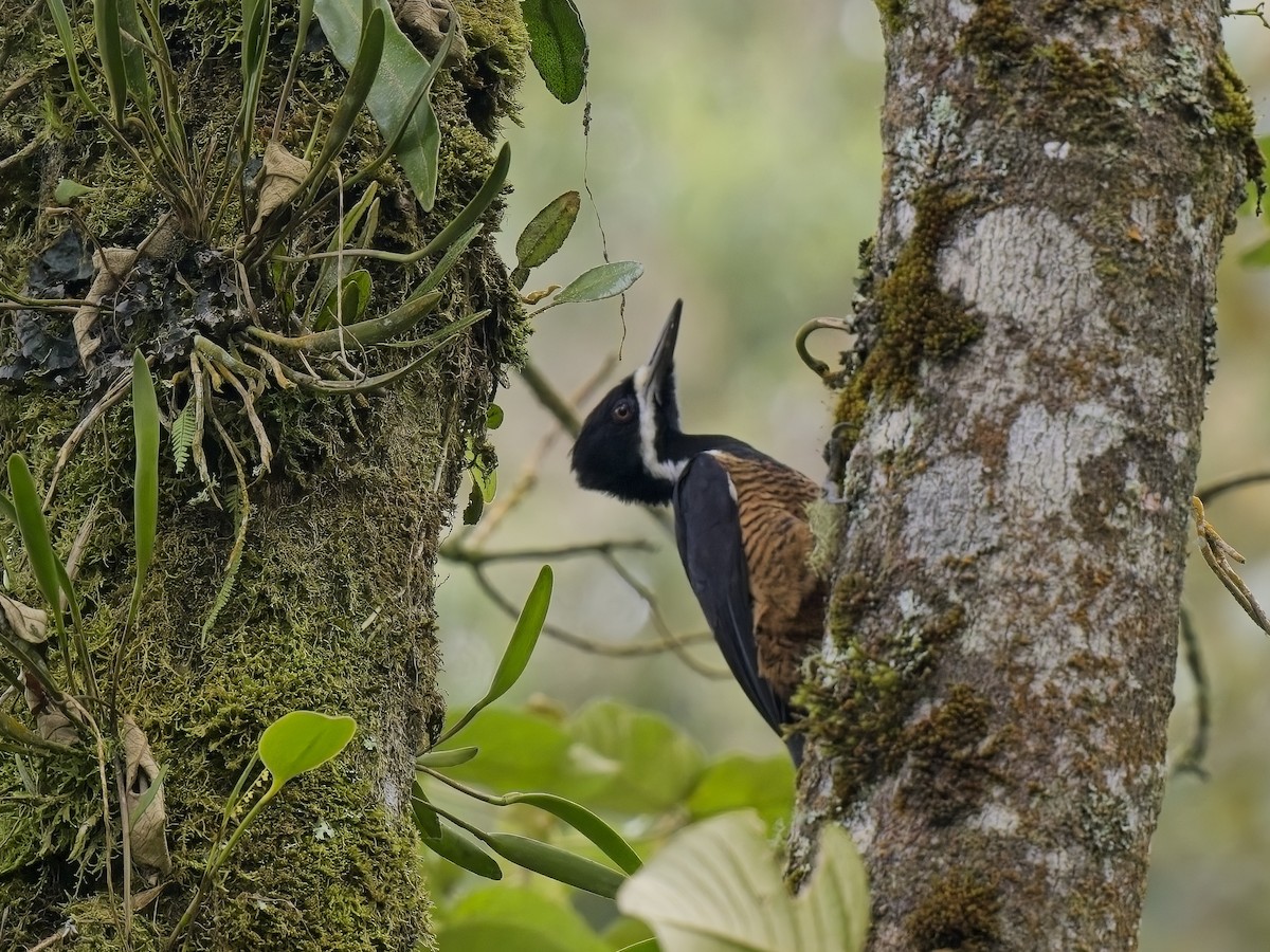 Powerful Woodpecker - Chris Allen