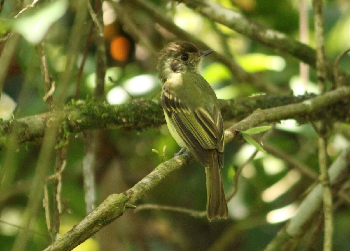 Sepia-capped Flycatcher - ML612829185