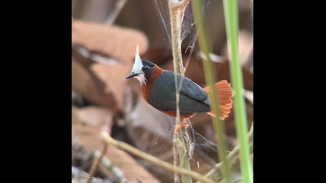 White-plumed Antbird - ML612829192