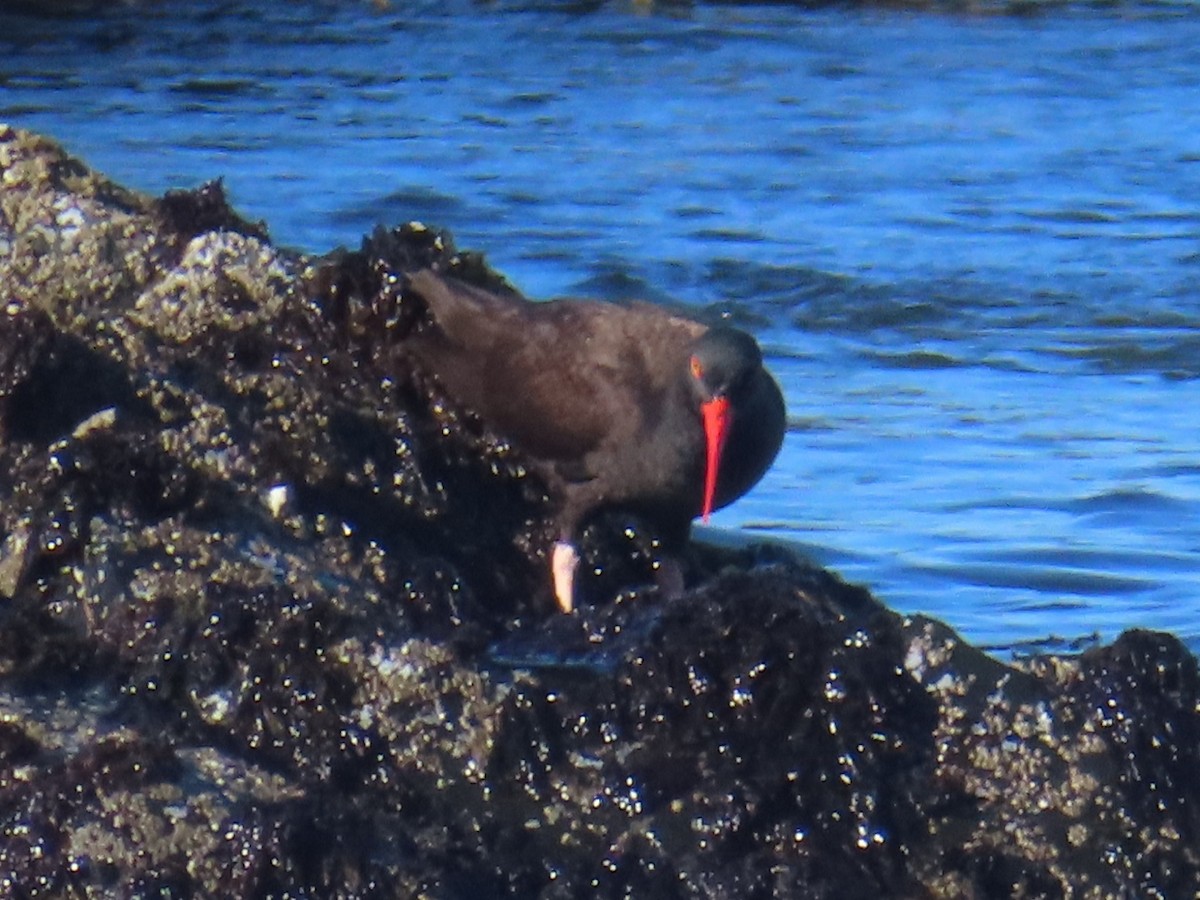 Black Oystercatcher - Chuck Sexton