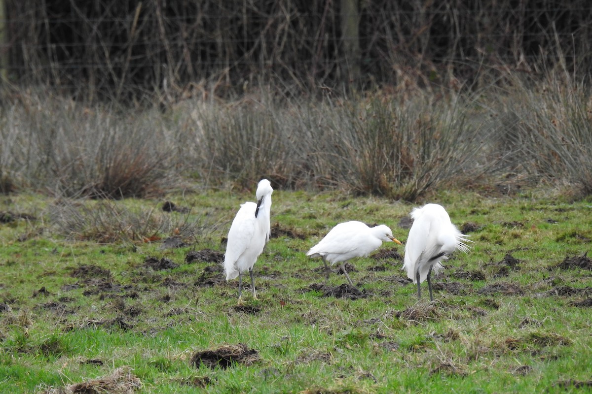 Western Cattle Egret - ML612829236