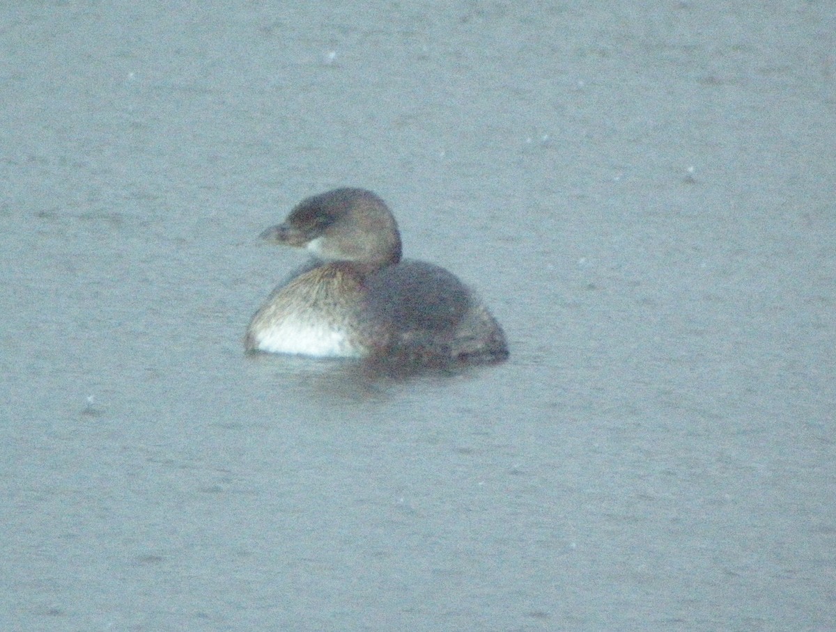 Pied-billed Grebe - Mark Easterbrook