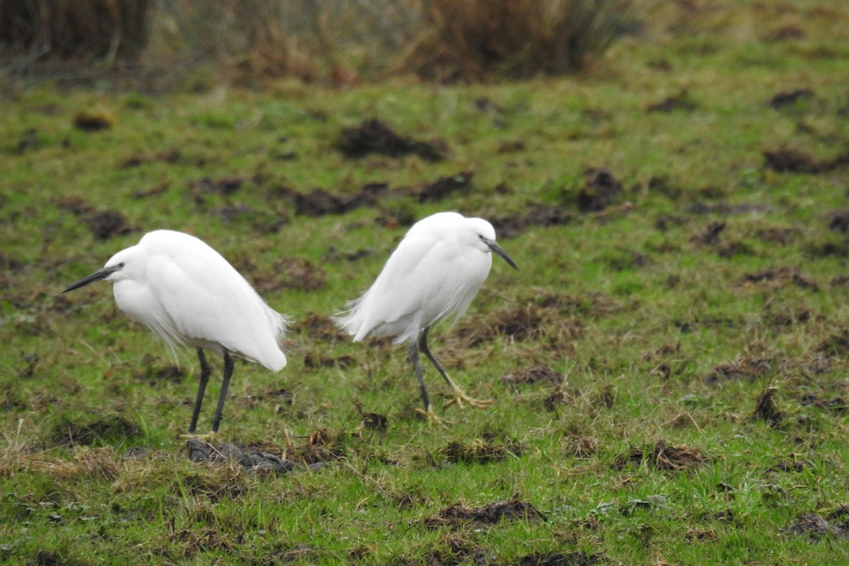 Little Egret - ML612829275