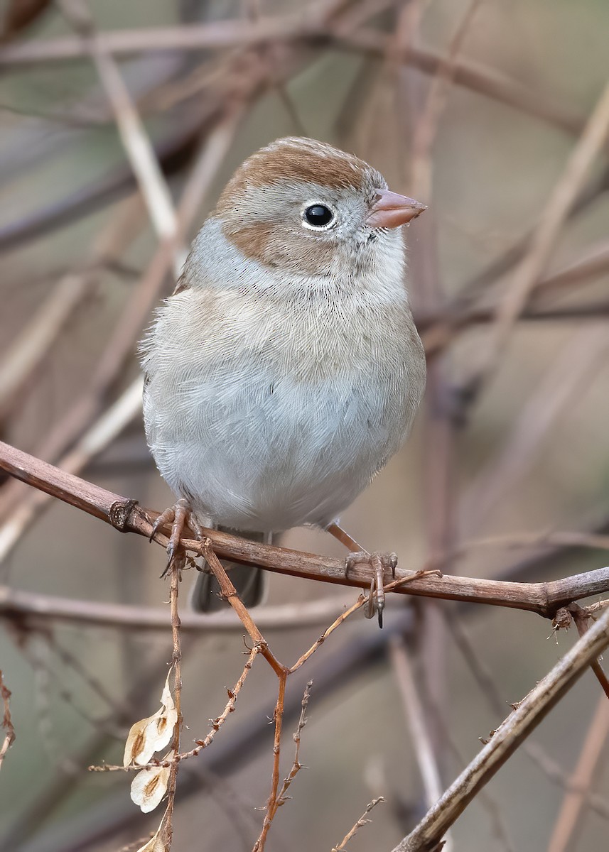 Field Sparrow - ML612829280