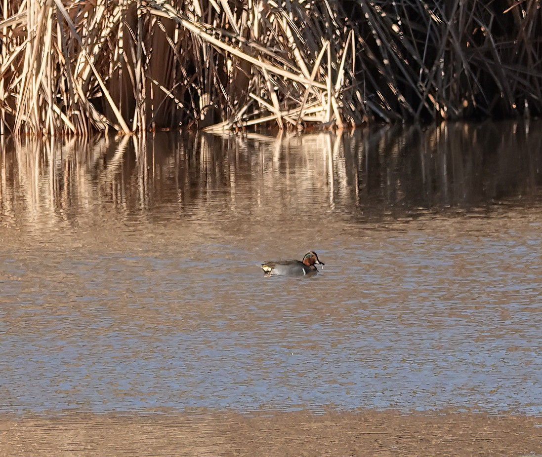 Green-winged Teal - ML612829309