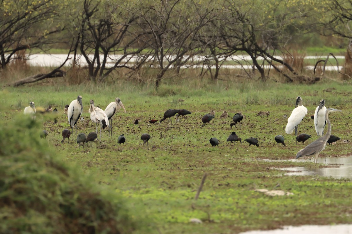 ibis hnědý - ML612829350