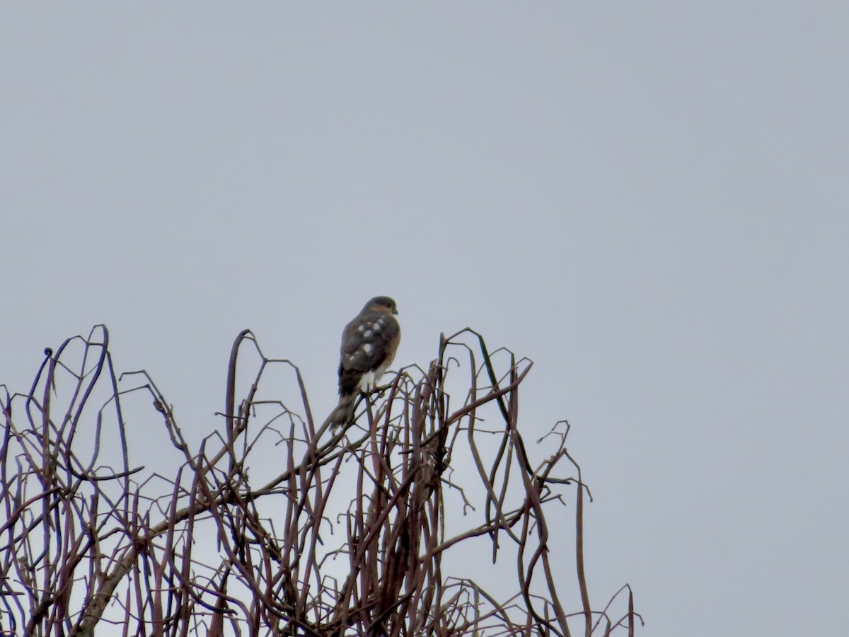 Sharp-shinned Hawk - ML612829362