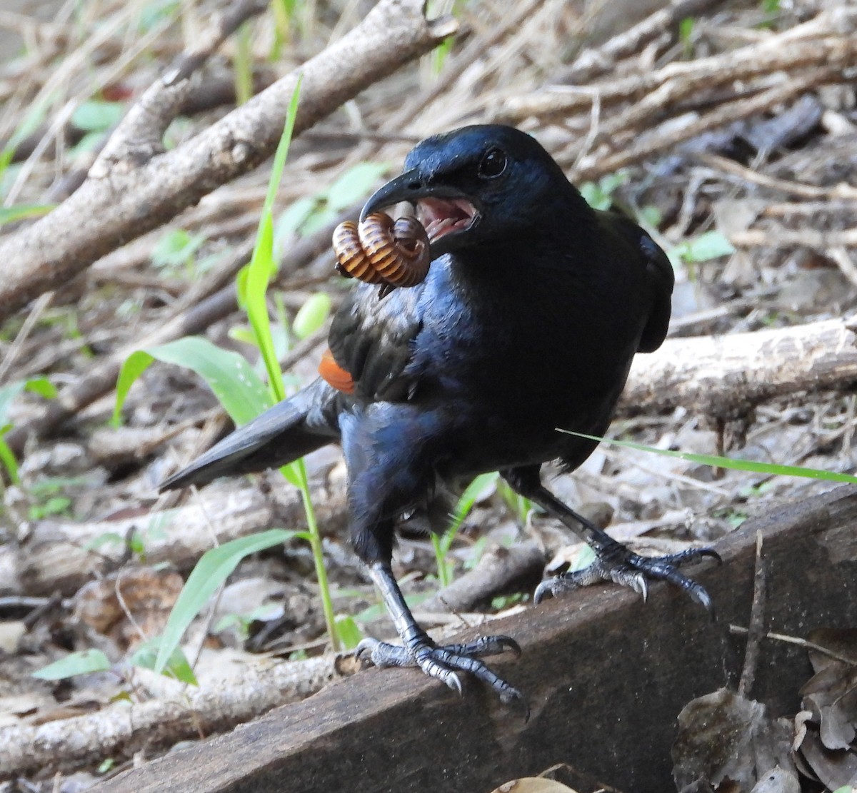 Red-winged Starling - ML612829364