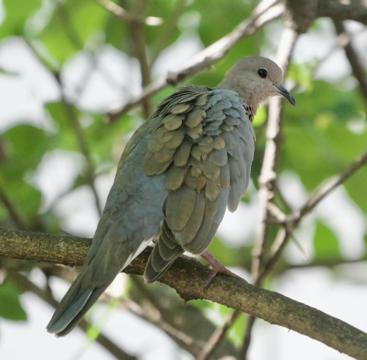 Laughing Dove - ML612829385