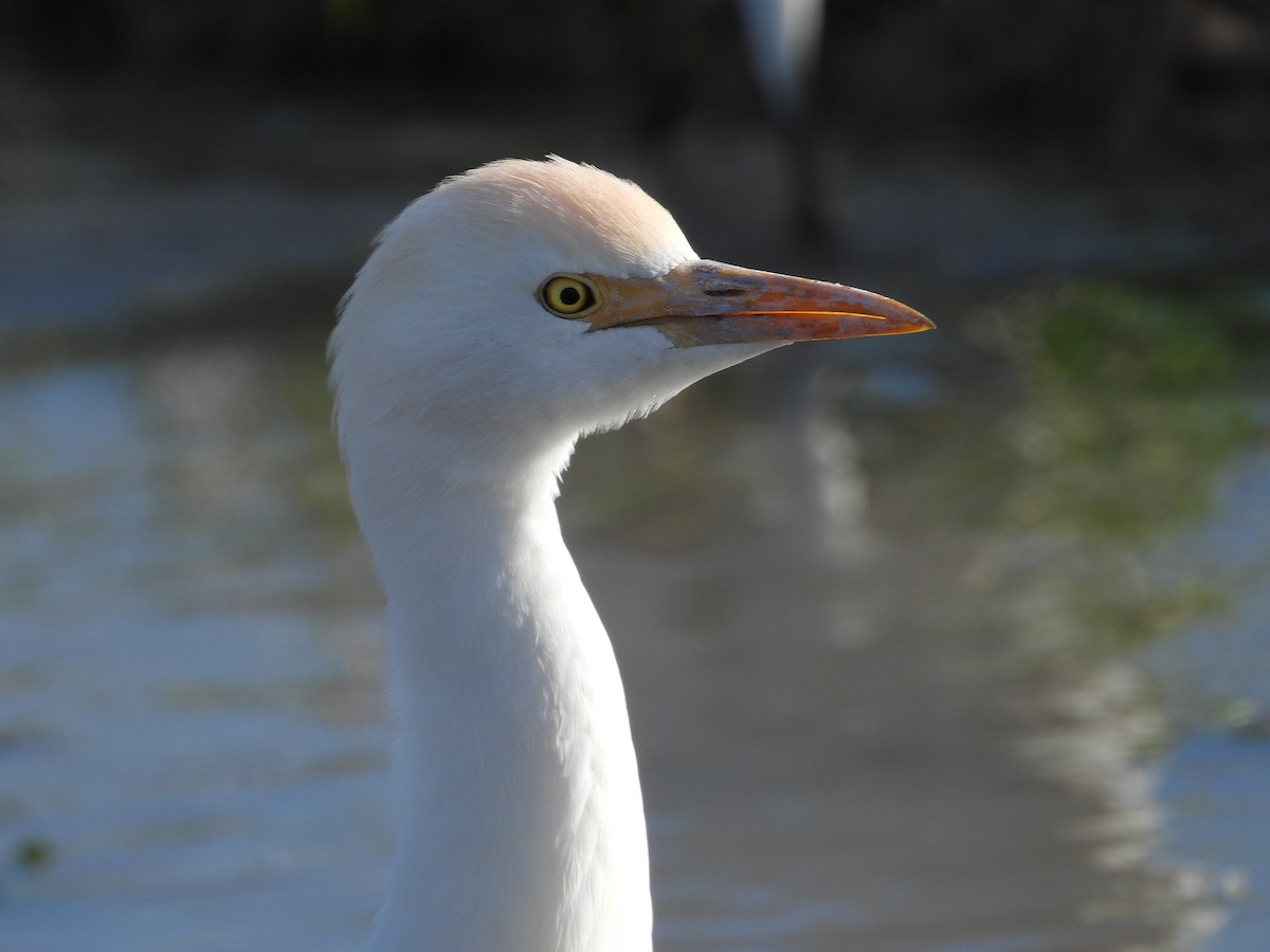 ニシアマサギ - ML612829388