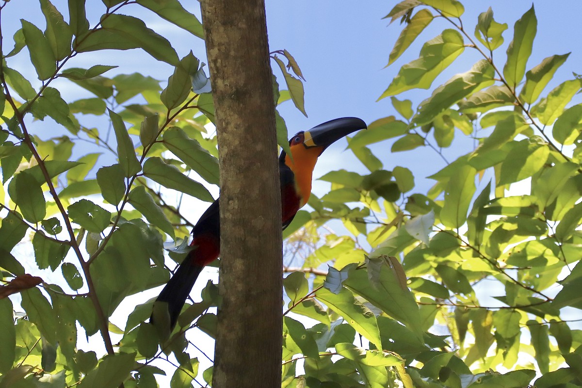 Channel-billed Toucan (Ariel) - Amanda Damin