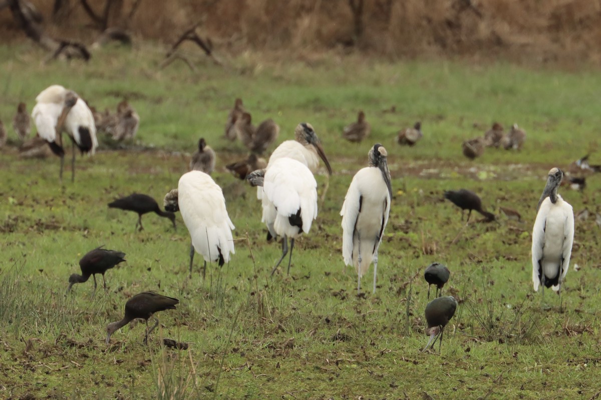 White-faced Ibis - ML612829537