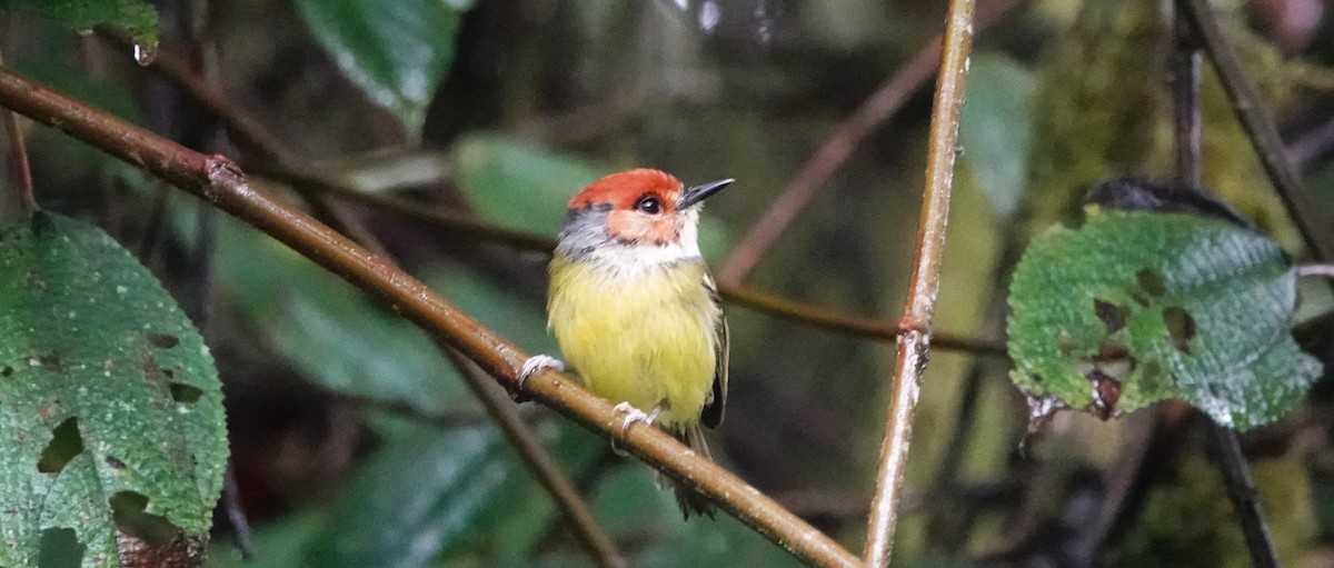 Rufous-crowned Tody-Flycatcher - Brian Carlson