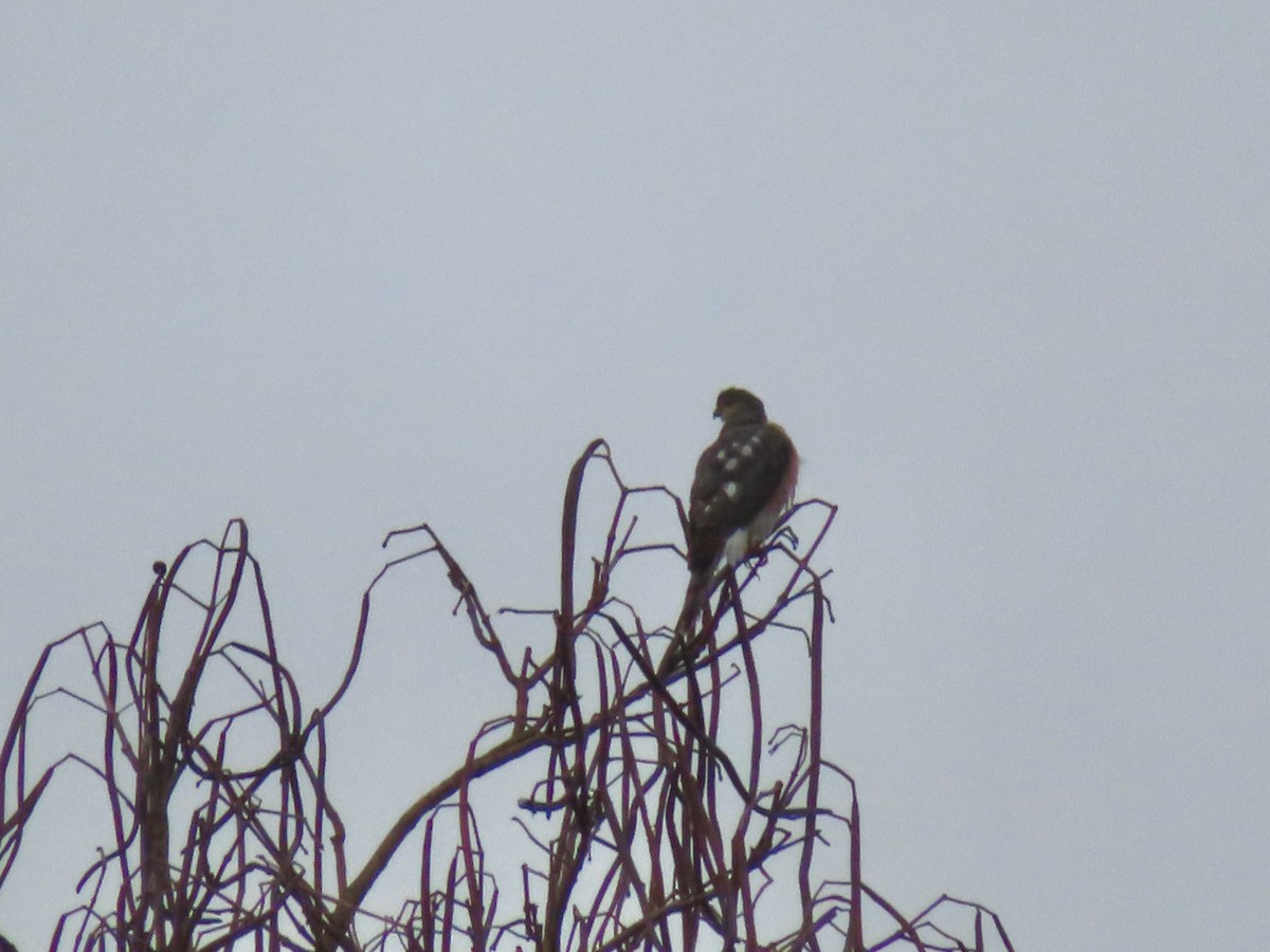 Sharp-shinned Hawk - ML612829655