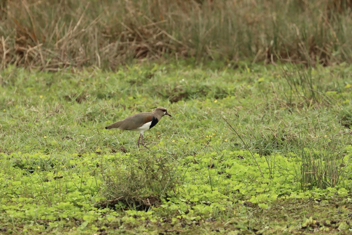 Southern Lapwing - ML612829701