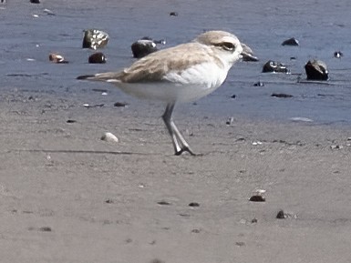 Snowy Plover - ML612829708