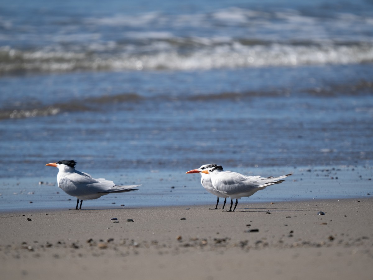 Royal Tern - ML612829718