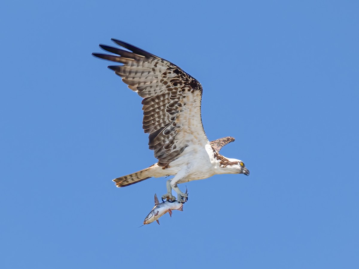 Osprey - ML612829732