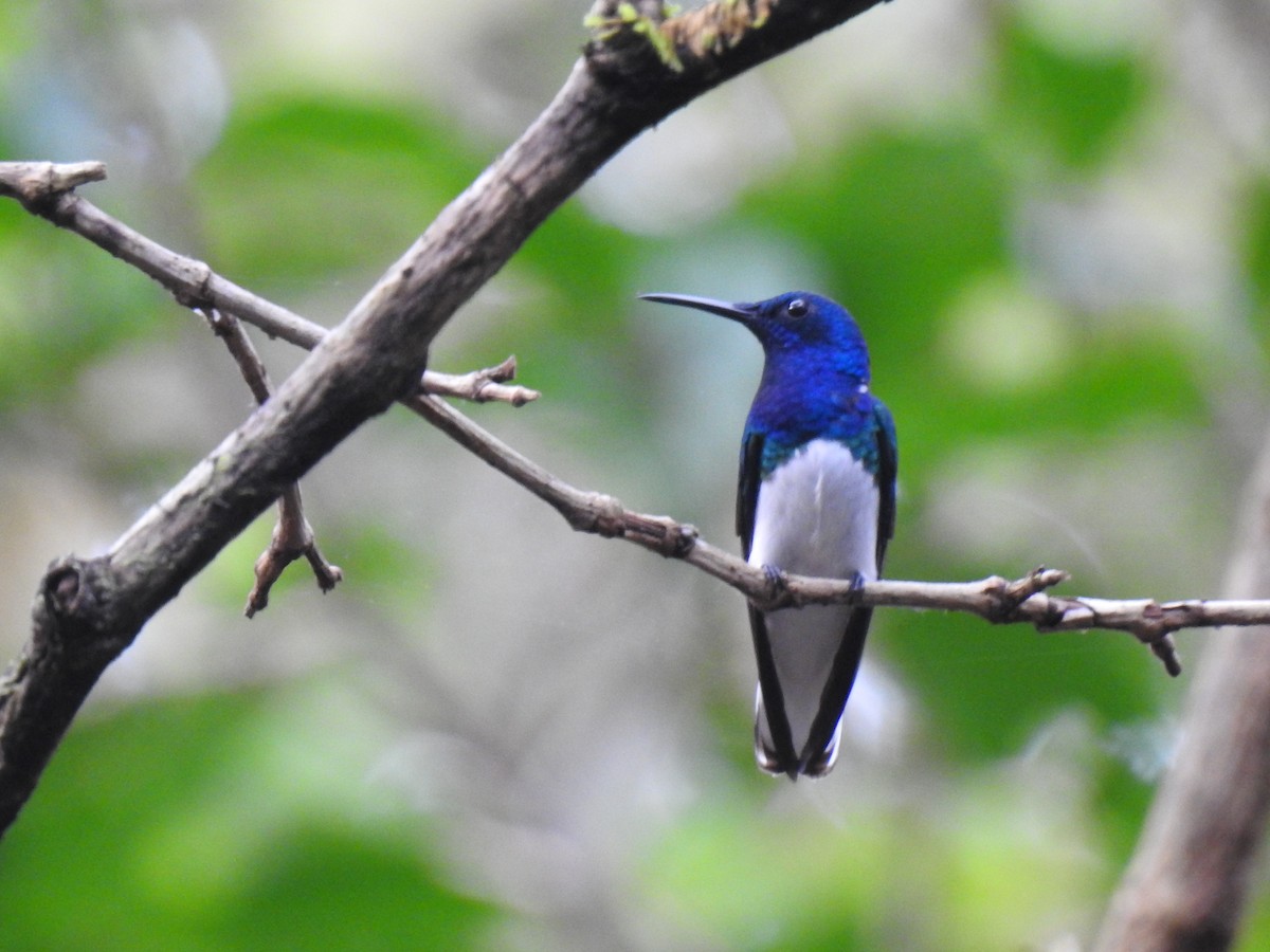 White-necked Jacobin - Juan D Astorga