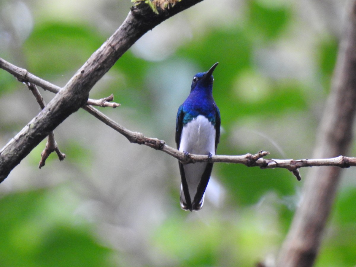 White-necked Jacobin - ML612829734