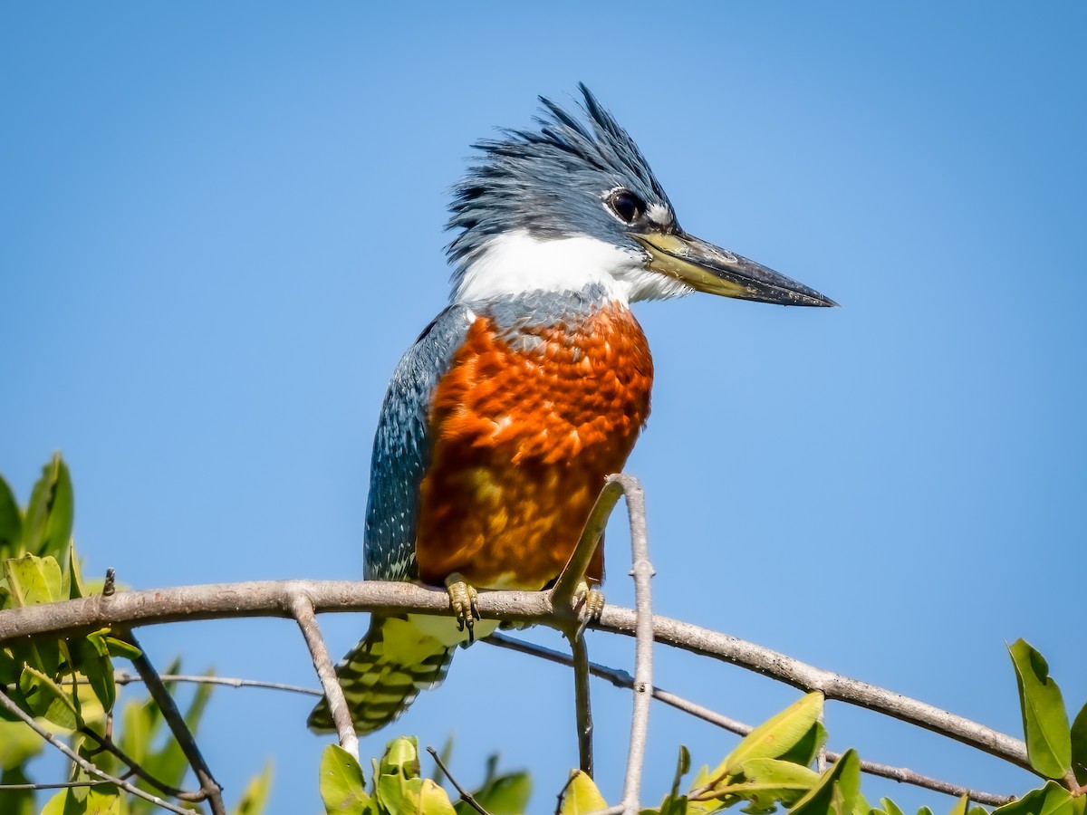 Ringed Kingfisher - ML612829751