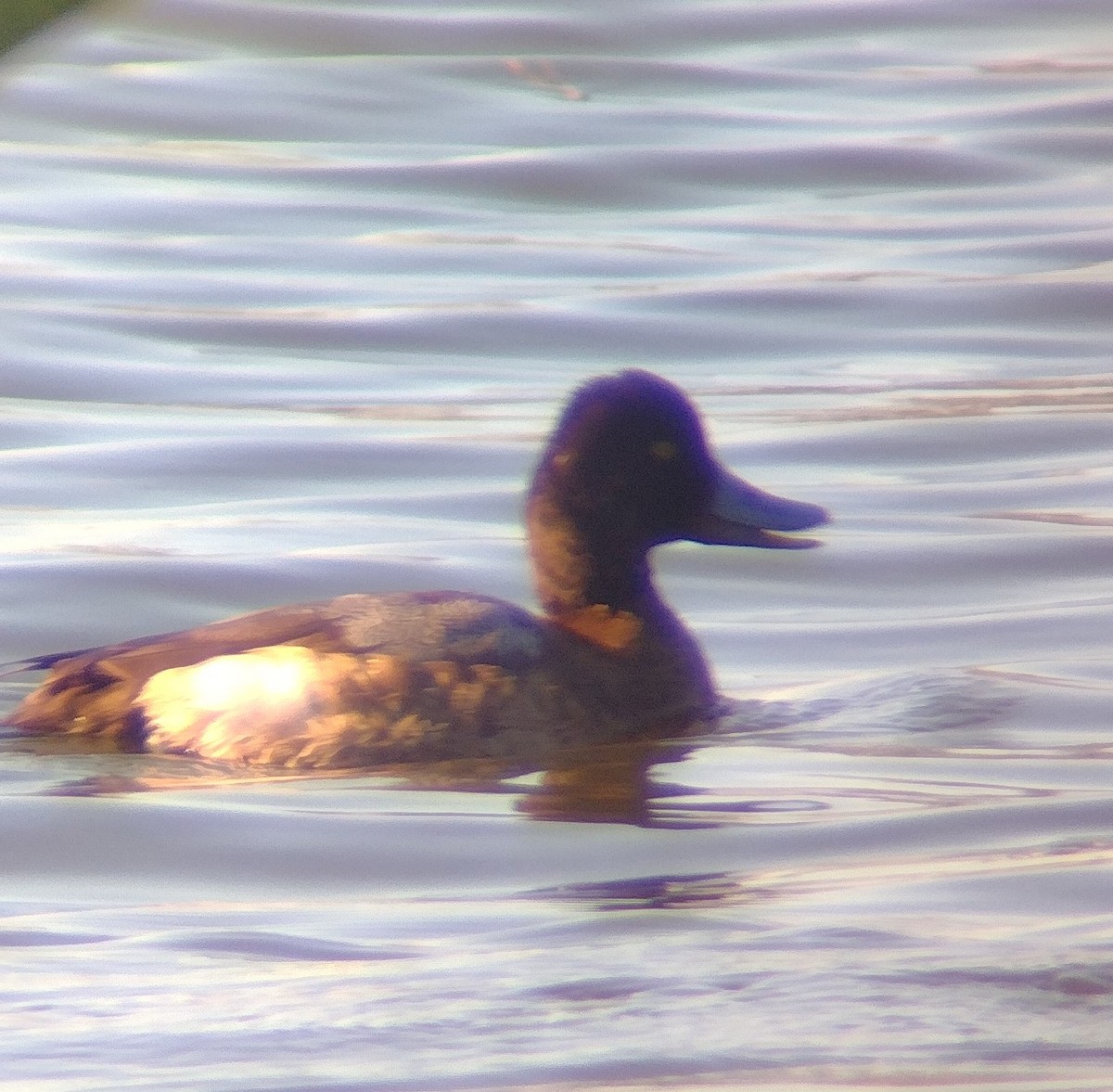 Lesser Scaup - ML612829772