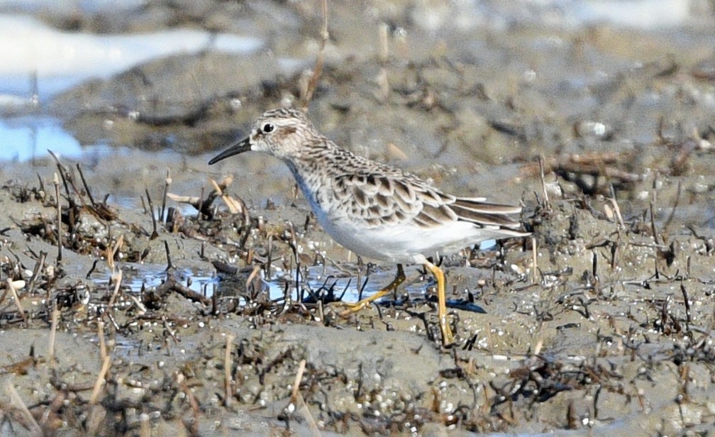 Least Sandpiper - ML612829775