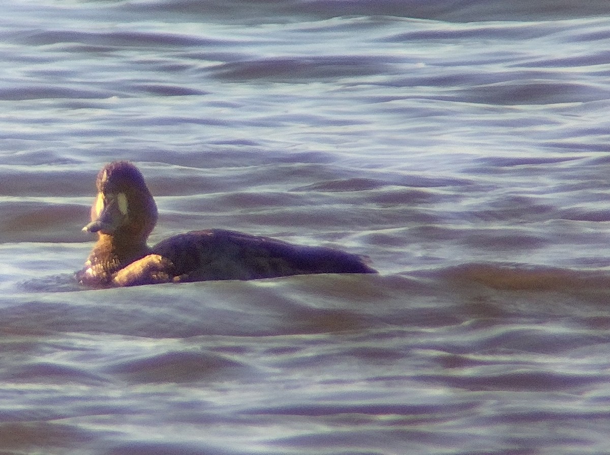 Lesser Scaup - ML612829787