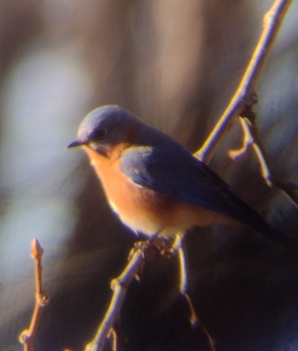 Eastern Bluebird - ML612829808