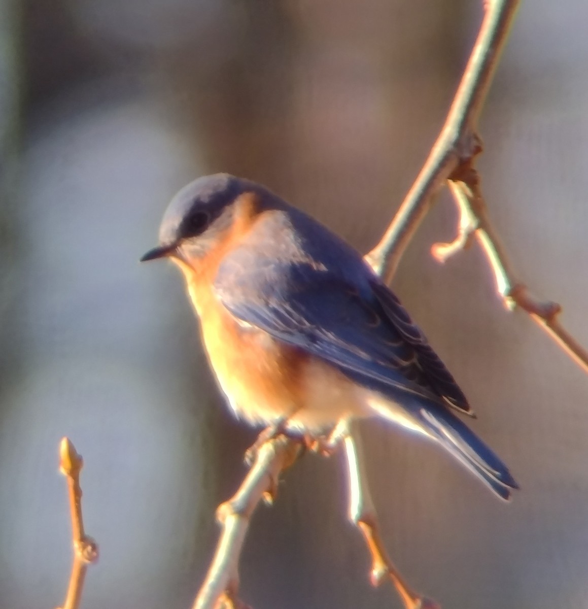 Eastern Bluebird - ML612829825