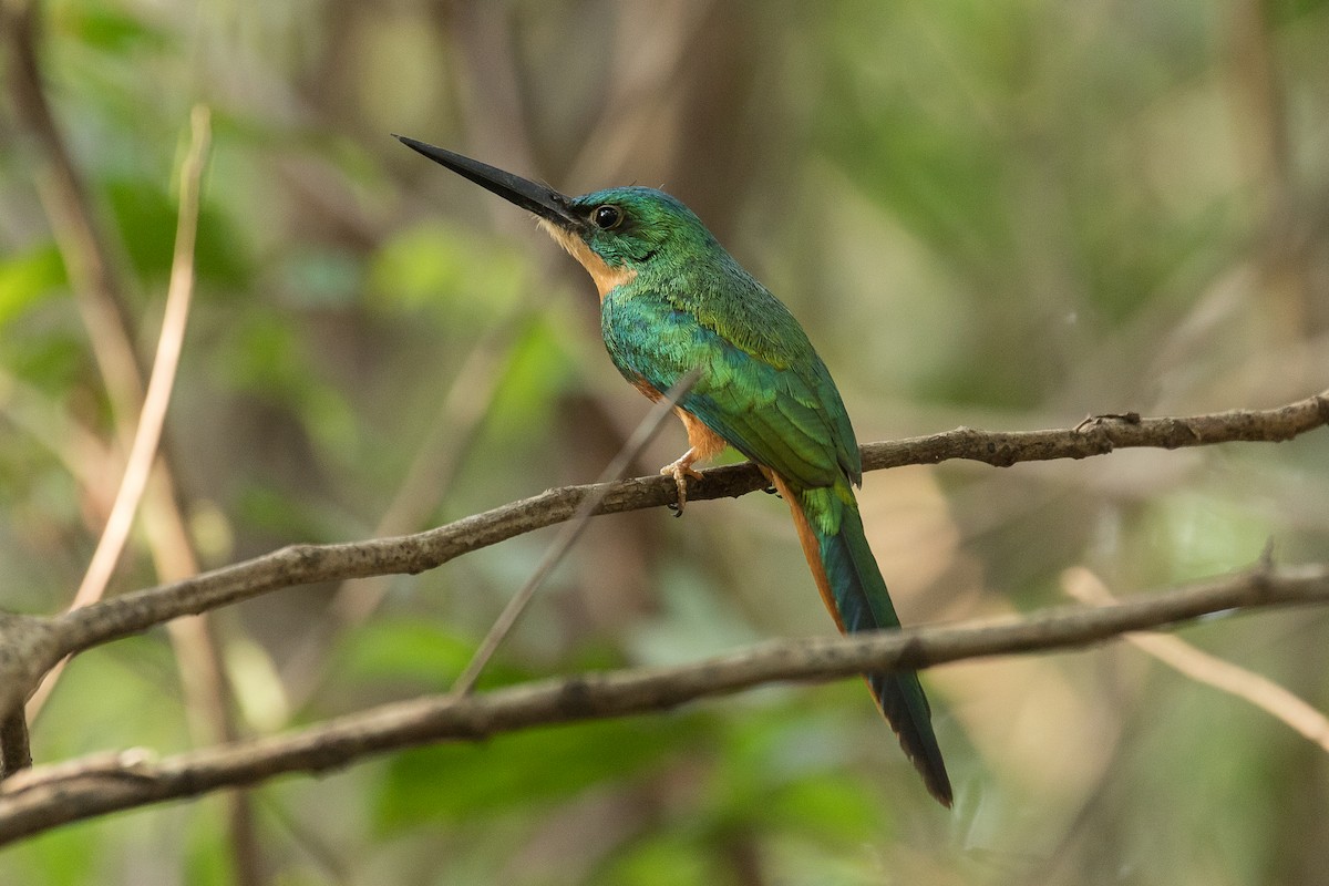 Rufous-tailed Jacamar - ML612829835