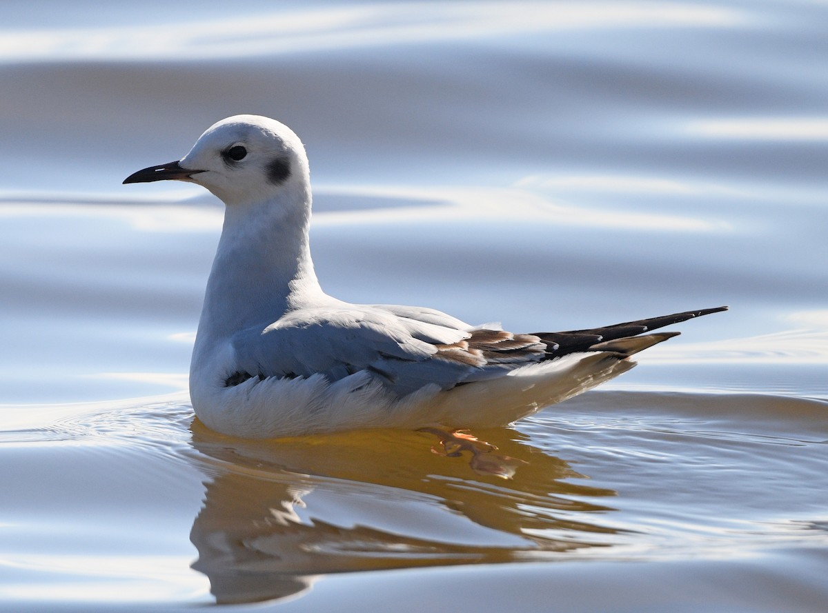 Mouette de Bonaparte - ML612829862