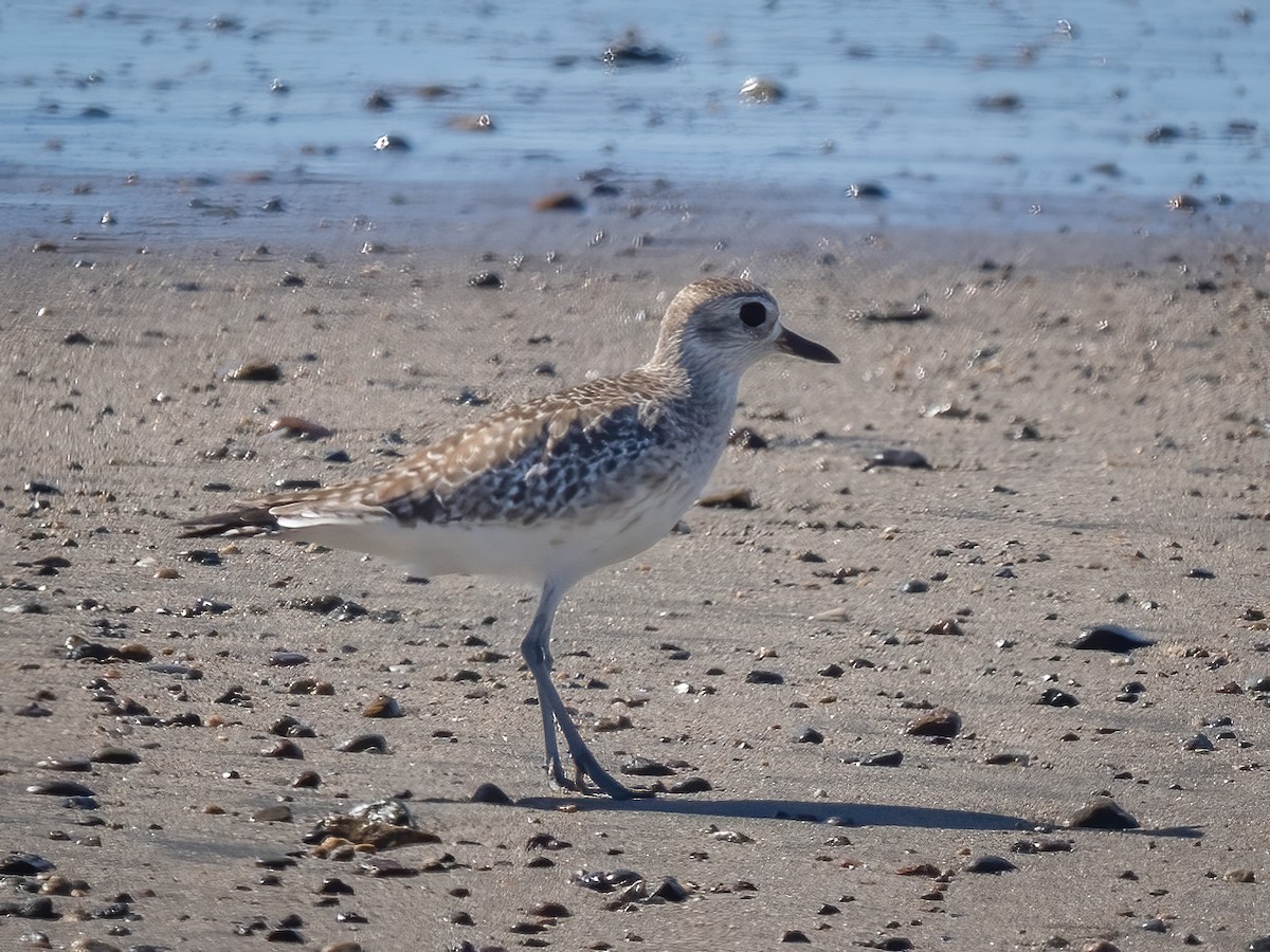 Black-bellied Plover - ML612829873