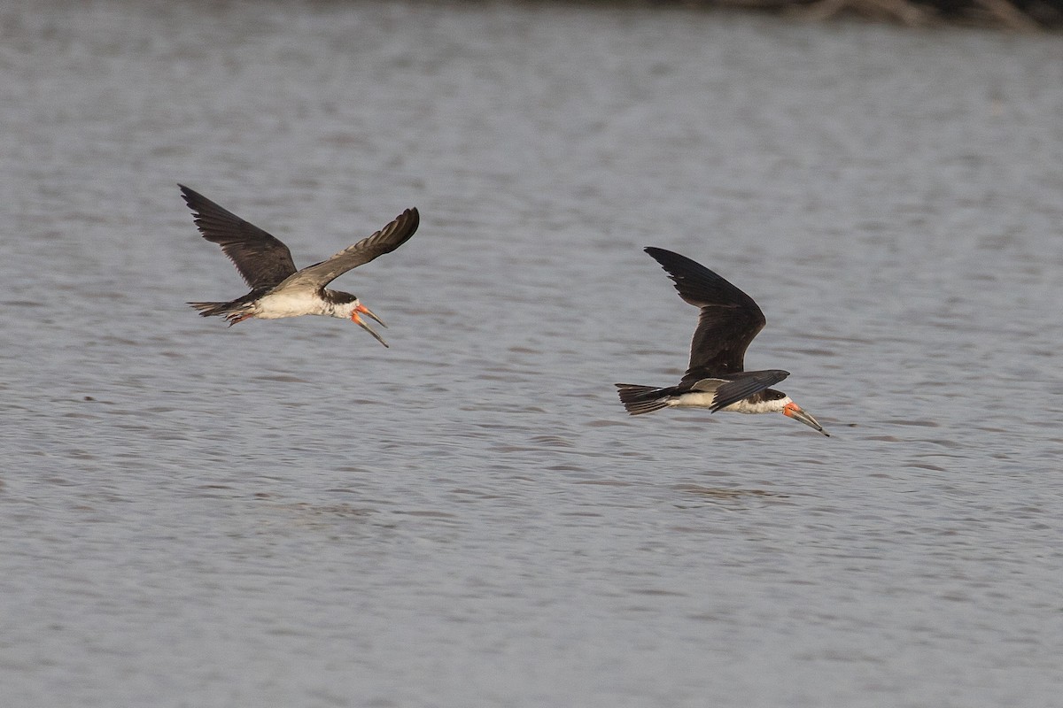 Black Skimmer - ML612829875