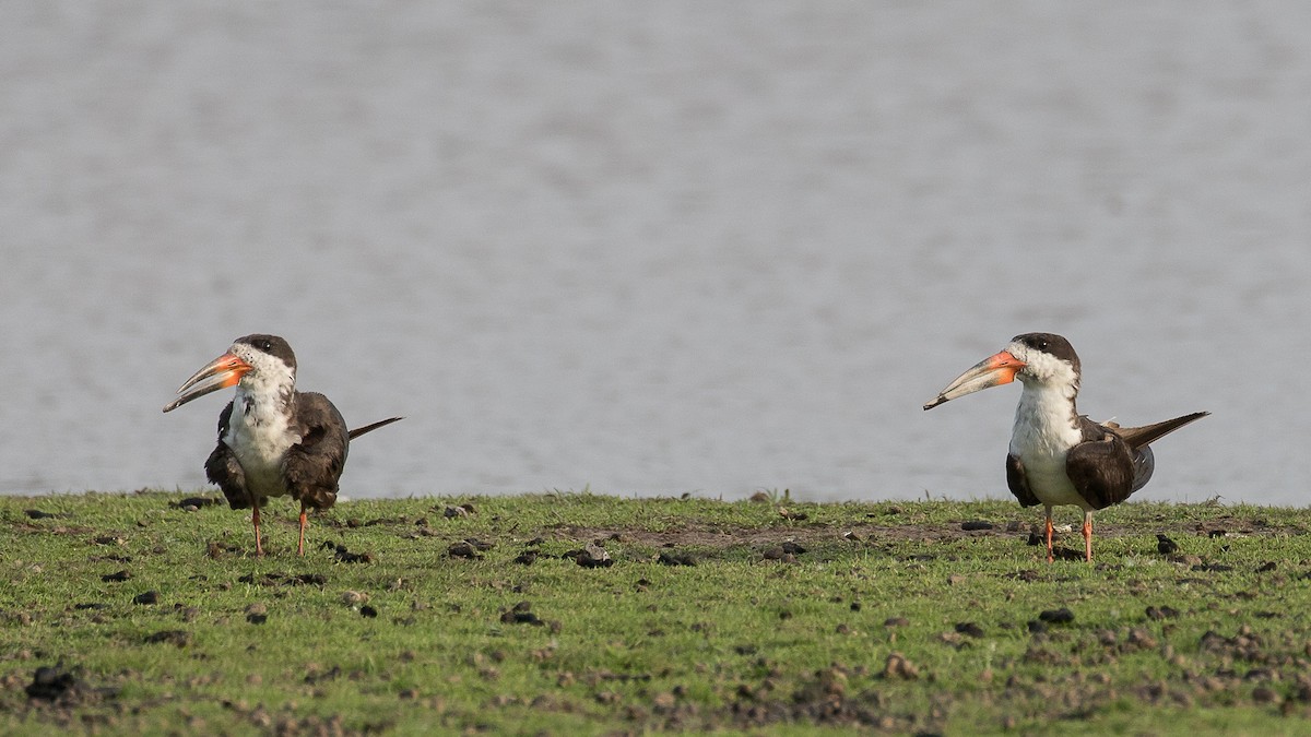 Black Skimmer - Niels Poul Dreyer