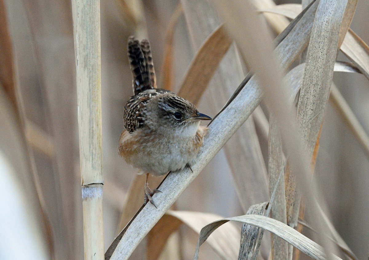 Sedge Wren - ML612829896