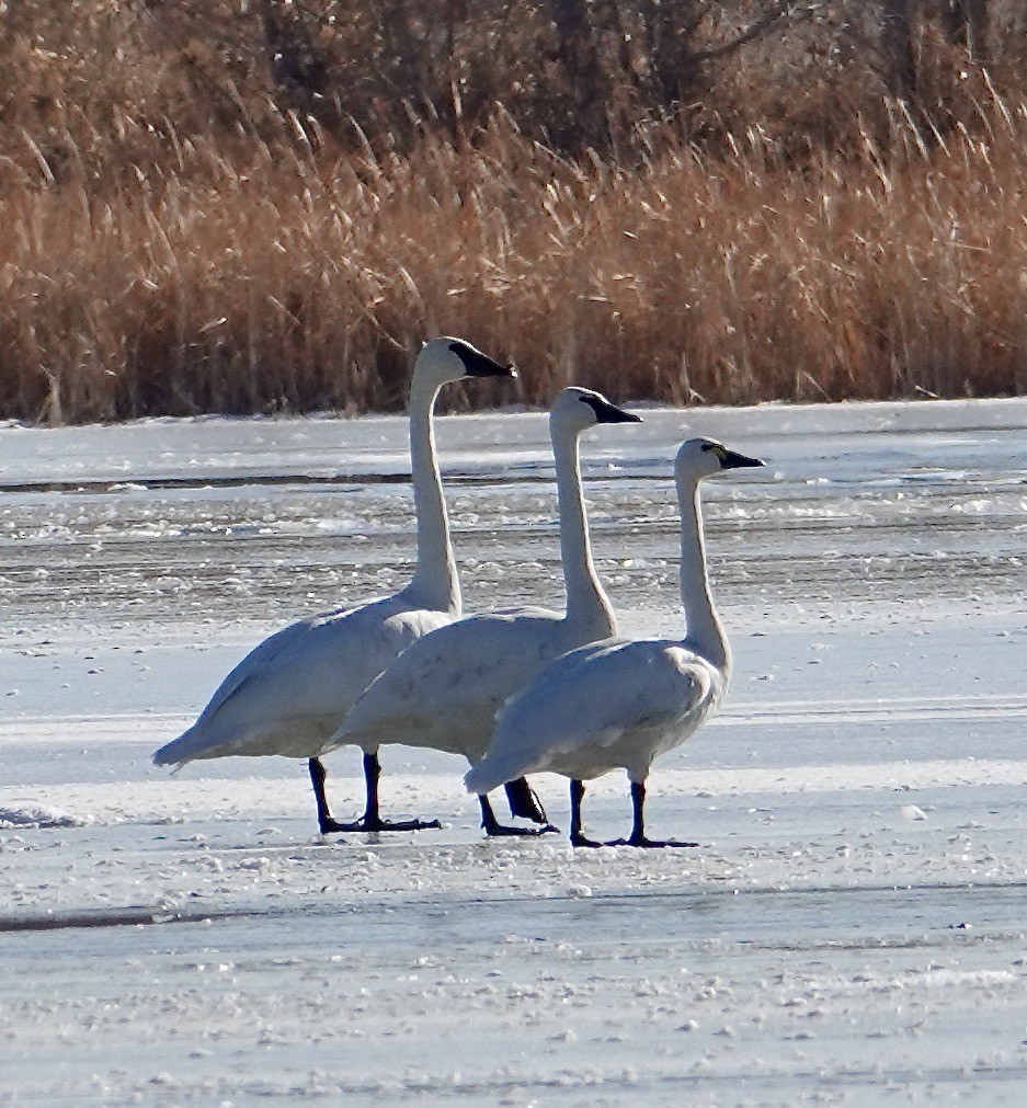 Trumpeter Swan - ML612829929