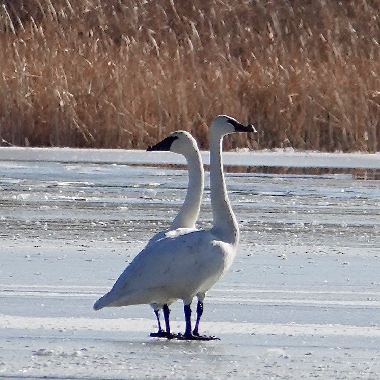 Trumpeter Swan - ML612829930