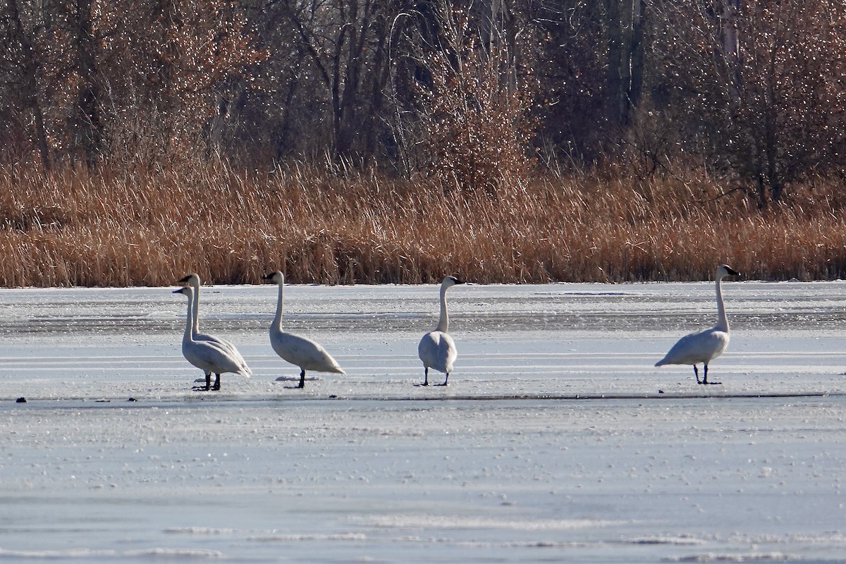 Cygne trompette - ML612829931