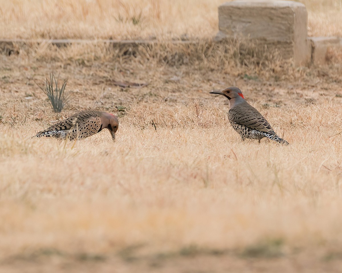 Northern Flicker - ML612829946